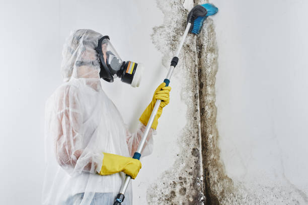 Best Residential Mold Removal  in Roseland, FL