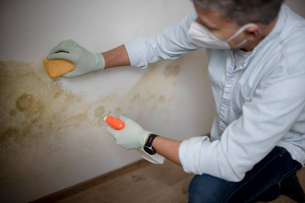 Best Mold Removal Process  in Roseland, FL